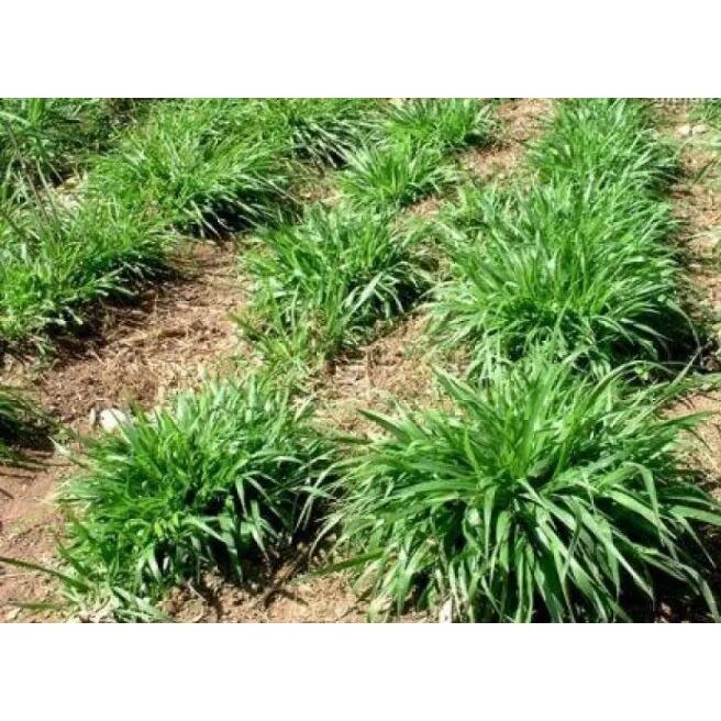 Combo 20 cây cỏ voi giống sp1