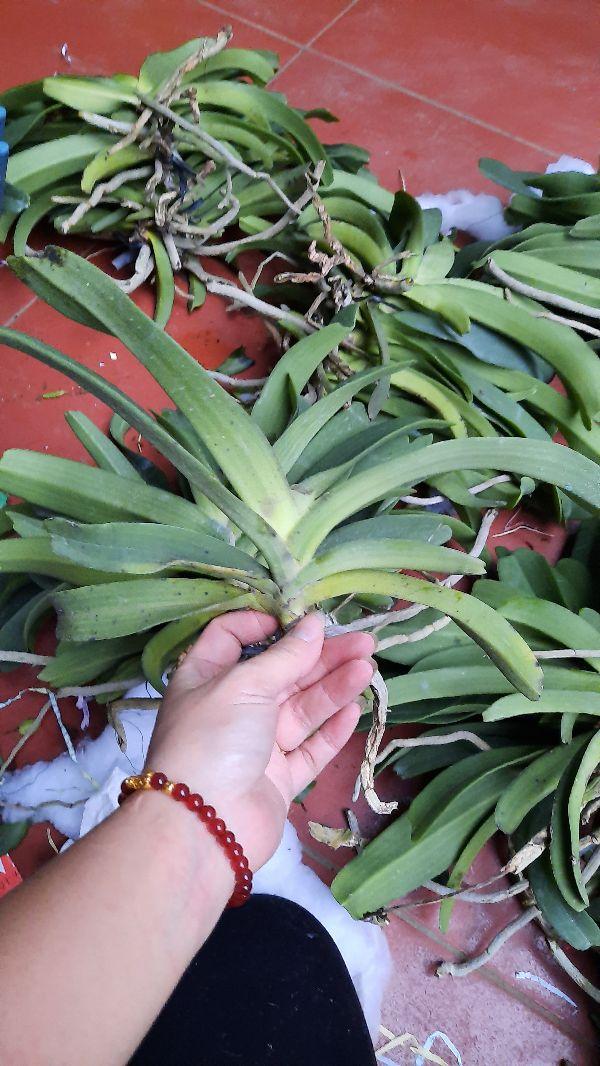 Hoa phong lan đai châu rừng cây đẹp chuẩn giống