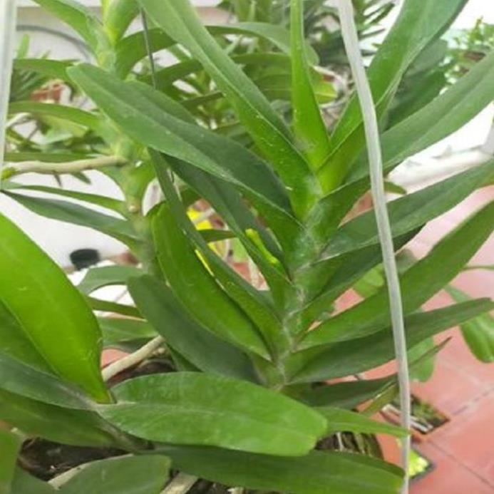 Hoa lan giáng hương hoàng nhạn tháng 4