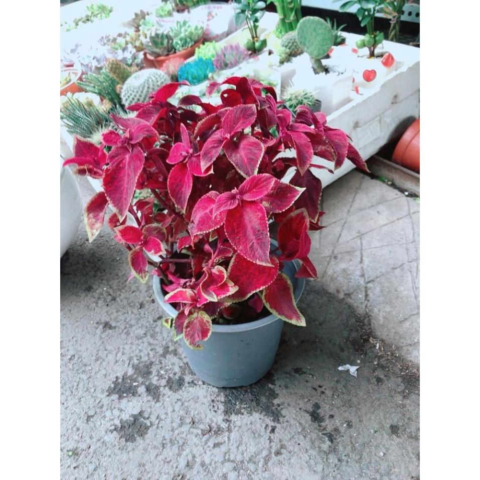 Chậu Cây Lá Gấm Bán Chạy
