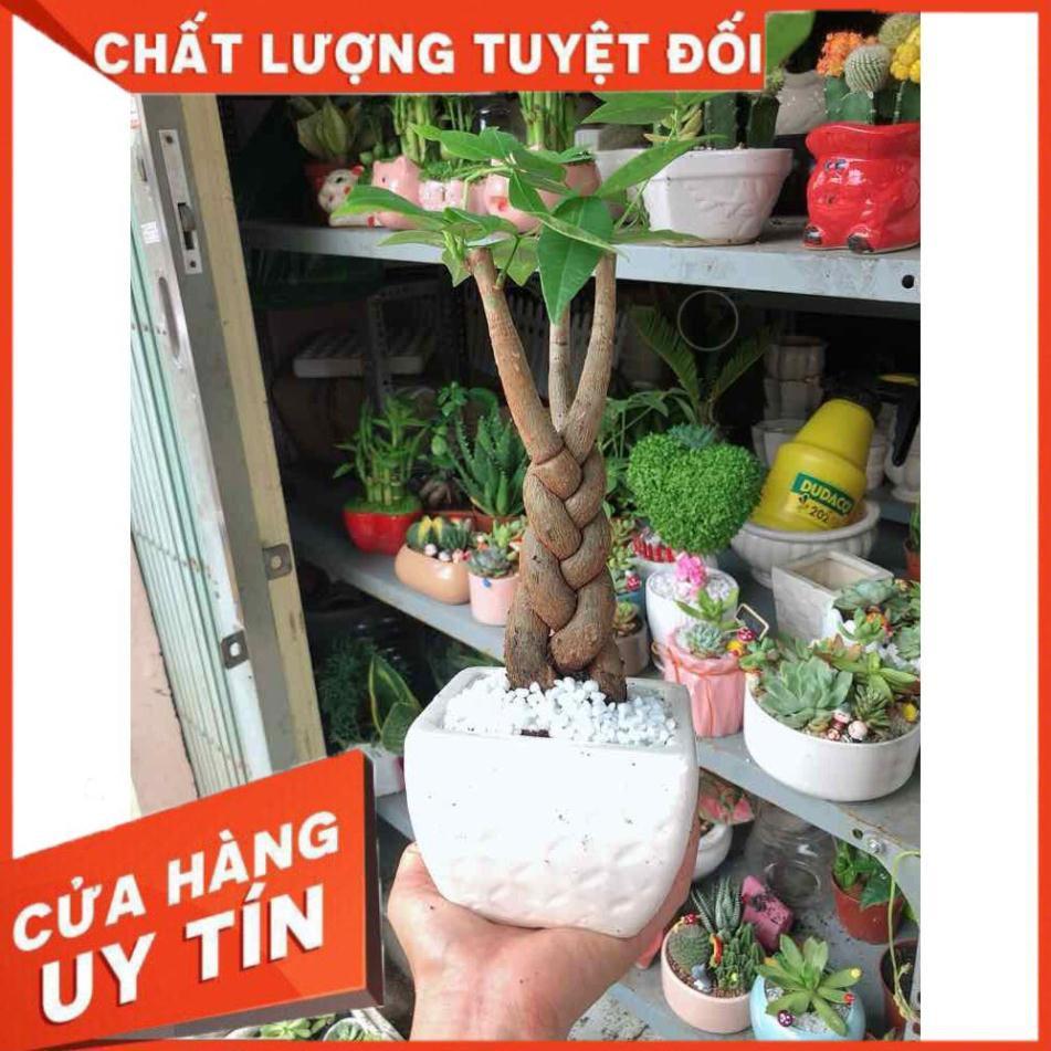 Chậu kim ngân thắt bím 3 thân Nhiều Người Mua