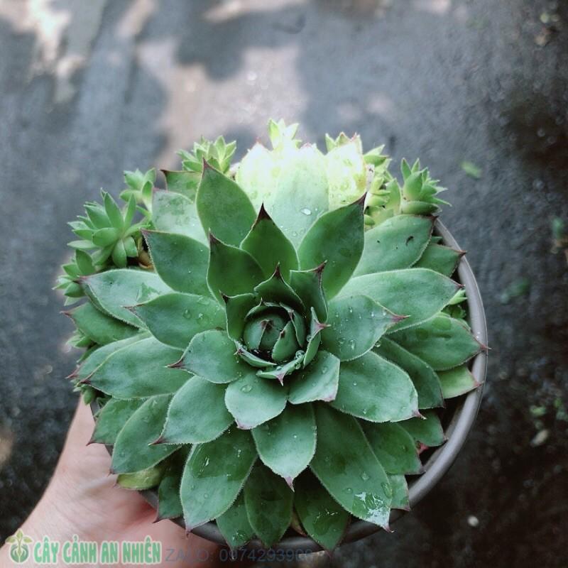 Sen Đá Phật Bà Xanh