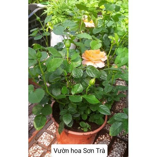 Chậu HOA HỒNG TEZZA CAM CÁ HỒI, đang hoa