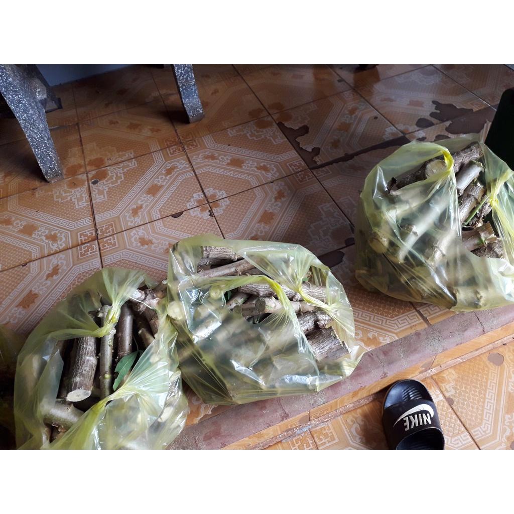 100 HOM GIỐNG KHOAI MÌ RUỘT VÀNG DẺO THÁI LAN.