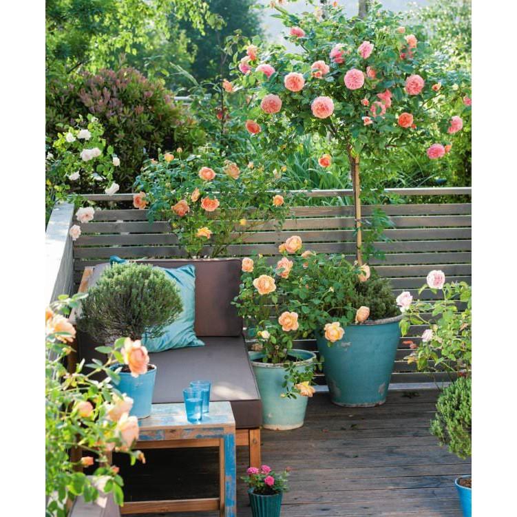 COMBO 5 gói hạt giống hoa hồng thân gỗ nhiều màu - kèm gói kích mầm