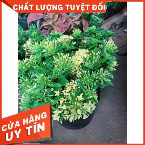 Chậu hoa trang thái màu vàng