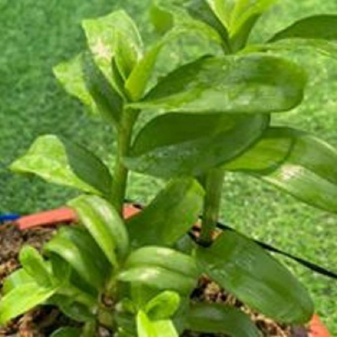 Hoa lan phi điệp-tím yên tử(cao 30cm ,trồng thuần ấm chậu)