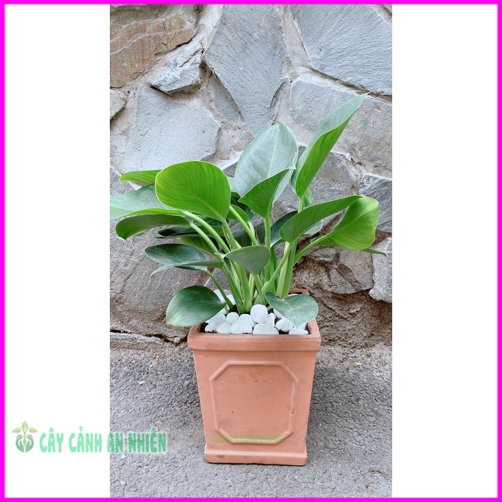 Chậu Trầu Bà Đế Vương Xanh