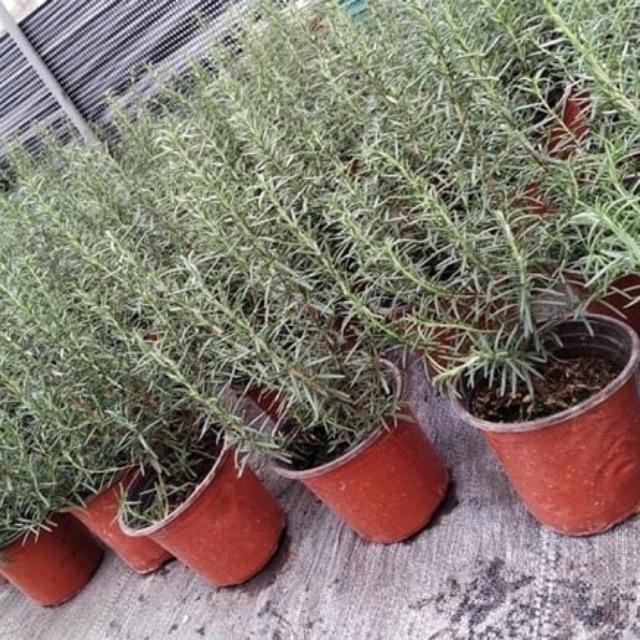 Chậu cây hương thảo (rosemary) cao 25-30cm tán rộng nhiều cành lá mùi thơm (ảnh thật 3 hình cuối)