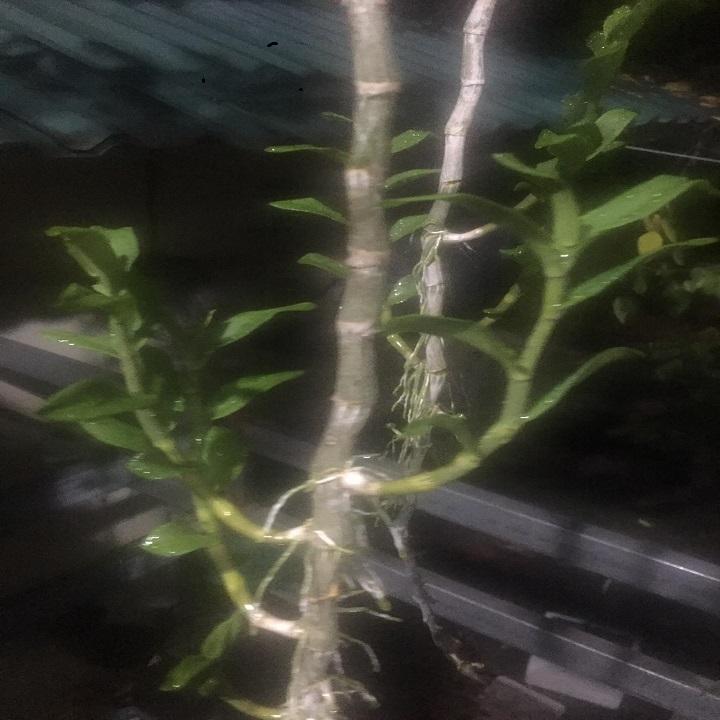 Phi điệp đột biến THÚY VÂN chuẩn giống cam kết chất lượng