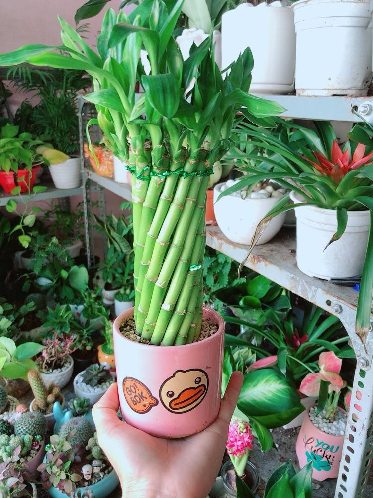 Chậu Trúc Phát Tài