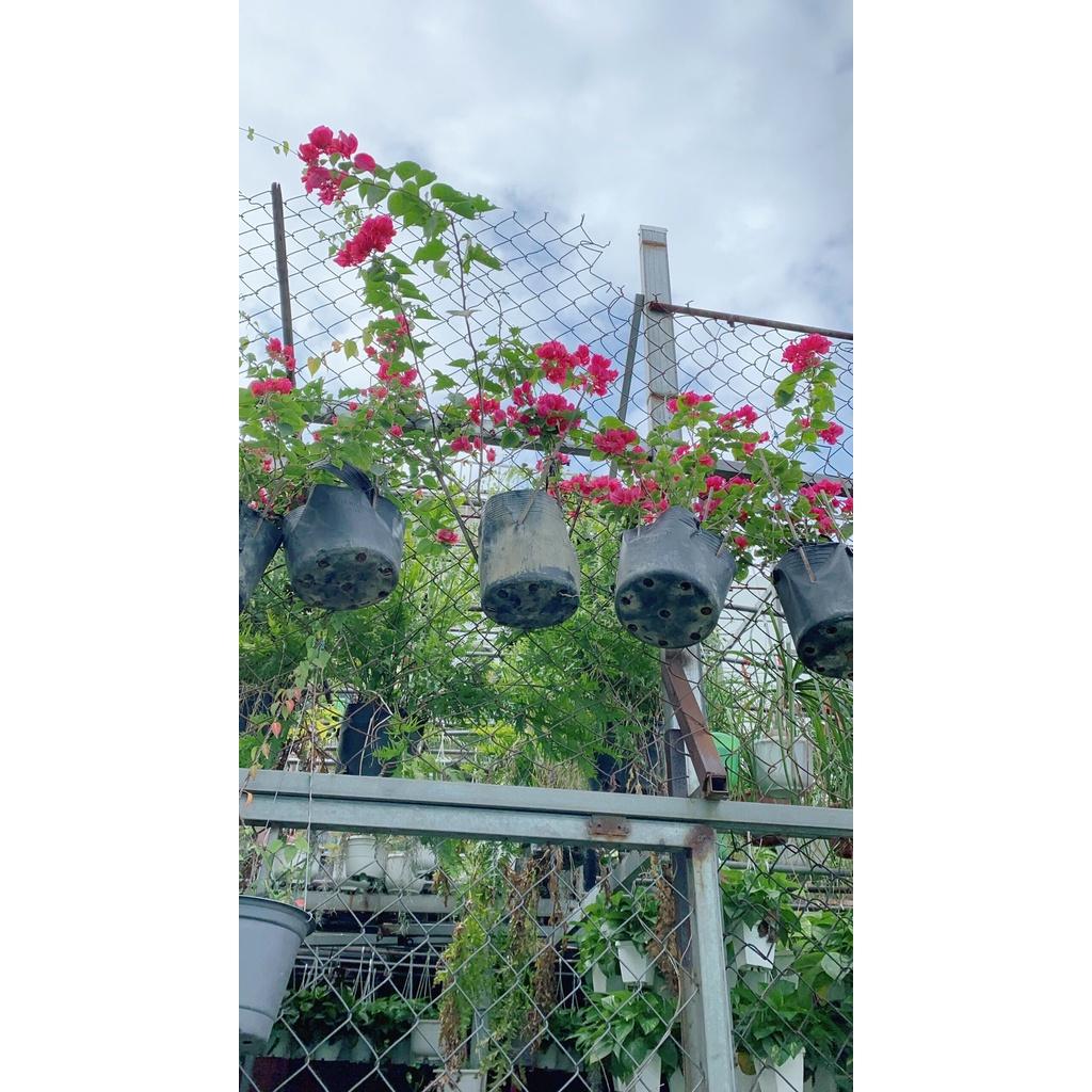 Hoa Giấy hàng đẹp