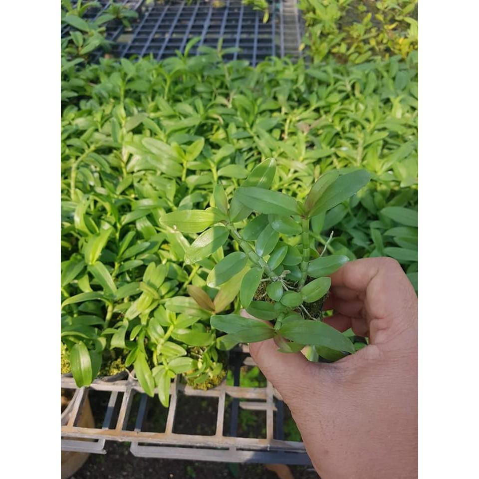 CỐC LAN TRẦM TÍM LAI PHI ĐIỆP GIỐNG ĐỦ LOẠI HÀNG GIEO HẠT TÙY CHỌN + Tặng 01 cây dâu da đất