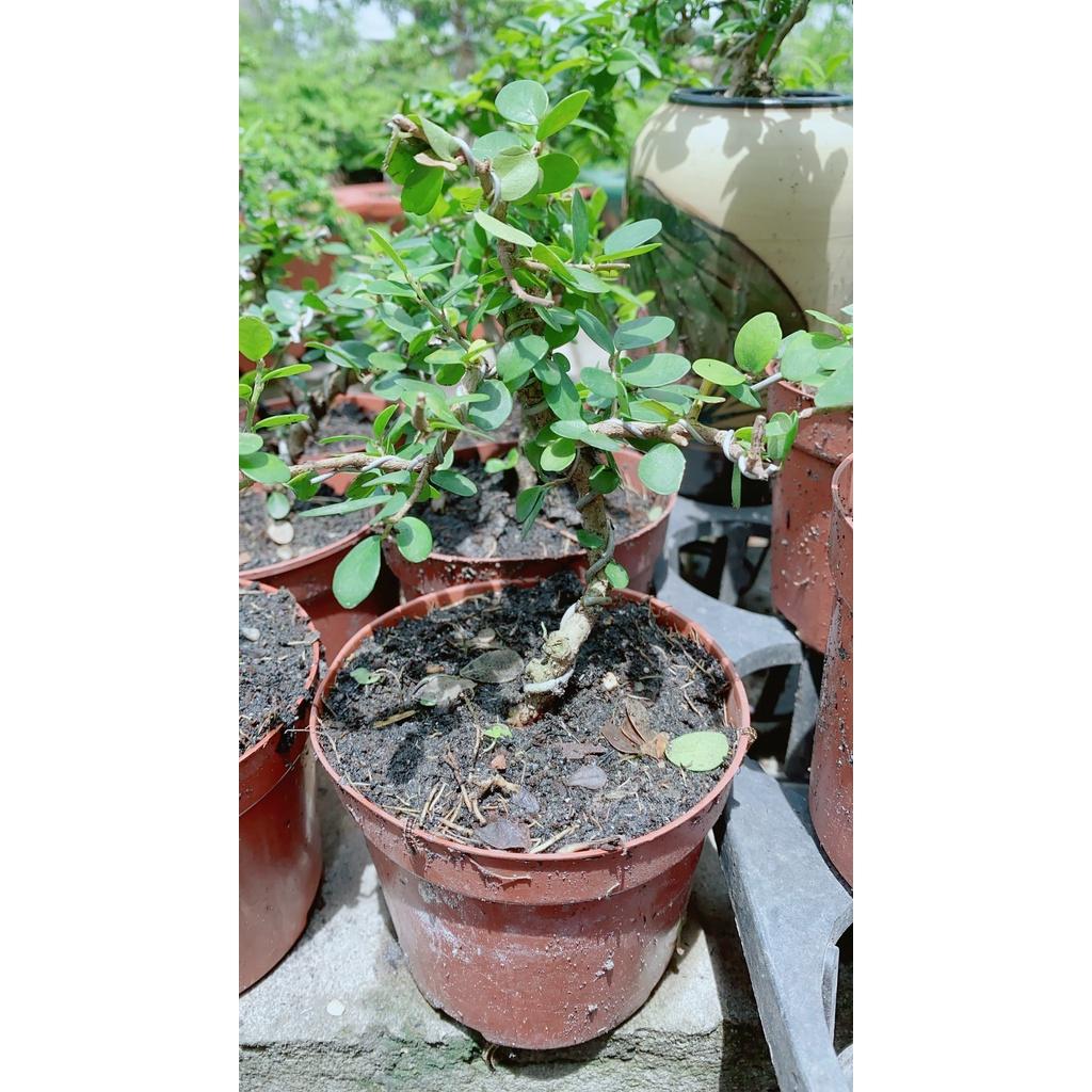 Linh Sam Trái Bonsai