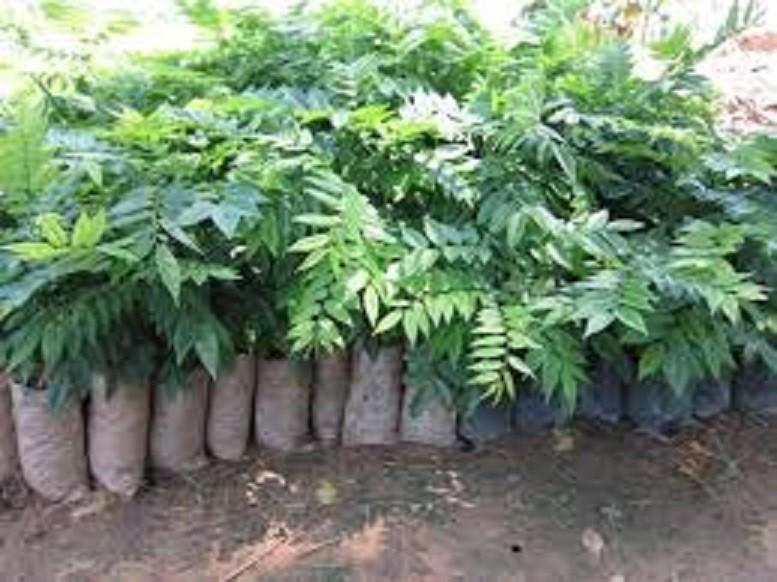 CÂY SƯA ĐỎ - CÂY LẤY GỖ GIÁ TRỊ KINH TẾ CAO, SIÊU LỢI NHUẬN, GỬI ĐI NGUYÊN BẦU