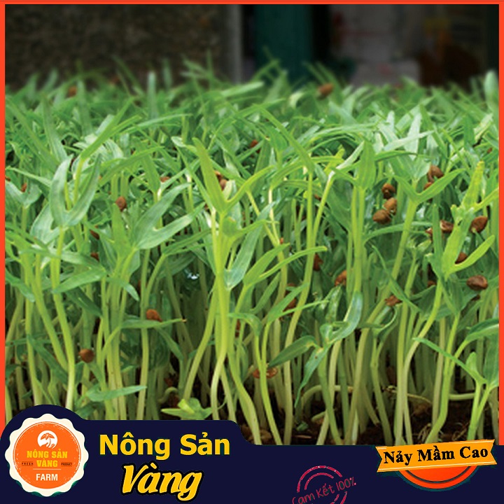 Hạt giống Rau Mầm Rau Muống ( Gói 100 Gram ) - Nông Sản Vàng