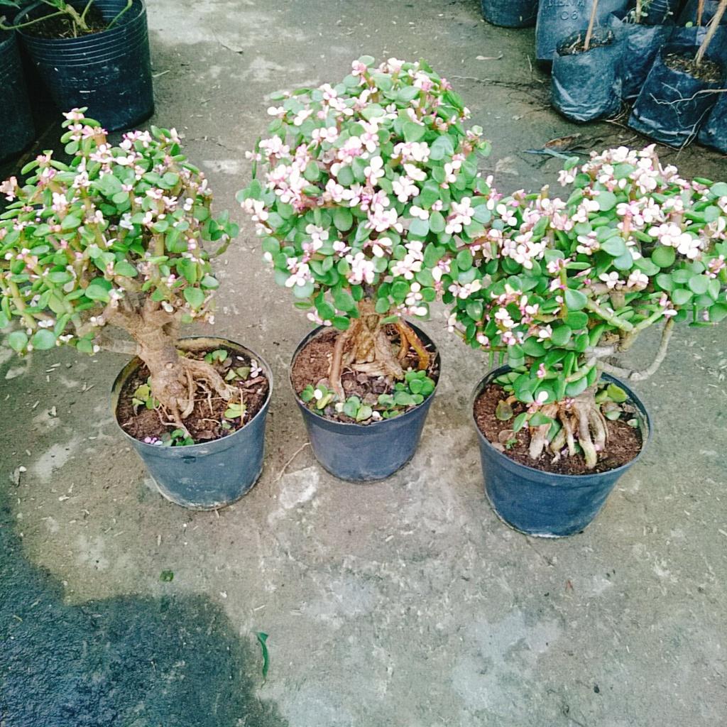 Cây Ngọc Bích - Cây Đô La Hồng - Cây cảnh bonsai để bàn