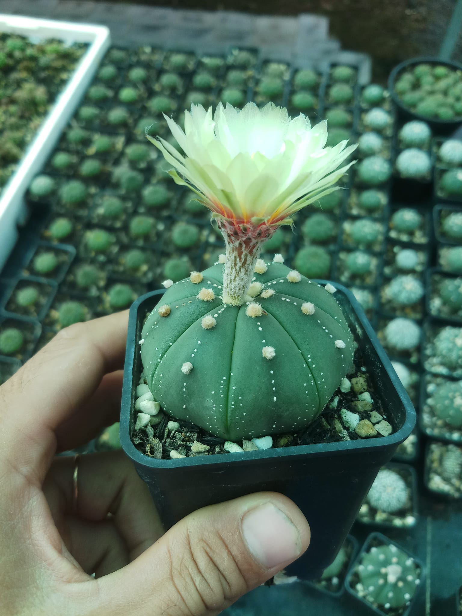 Xương rồng Aster size 5cm
