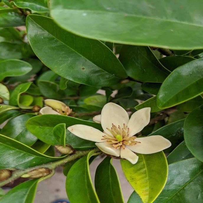 Cây Hoa Dạ Hợp