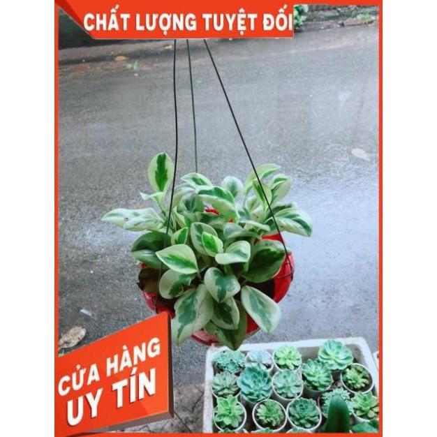 Chậu Trường Sinh