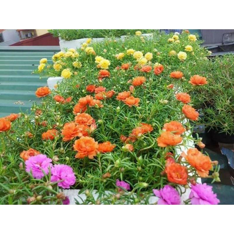 Hoa 10h 20 nhánh đủ màu