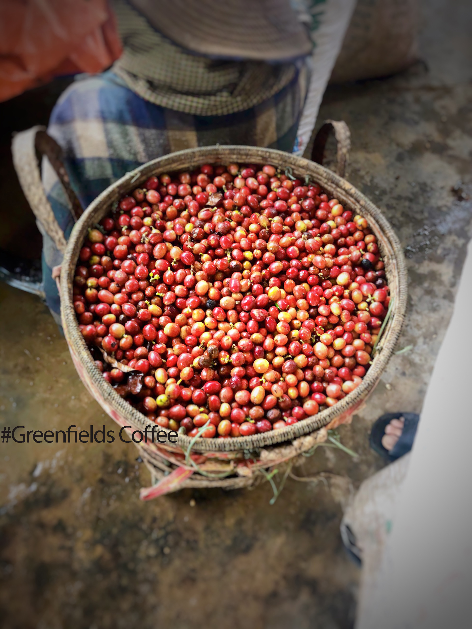 Arabica A Lưới chế biến ướt mùa vụ mới 2024-2025 Greenfields Coffee 250g