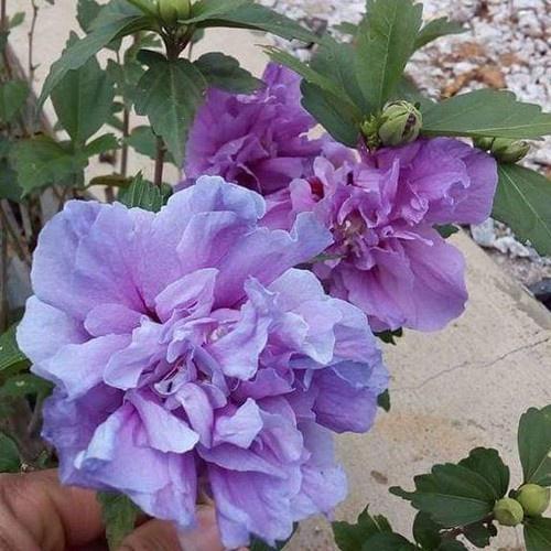 Hoa dâm bụt tím kép siêu đẹp siêu hiếm- cây to size mẹ, chờ hoa-bảo hành mặt hoa theo yêu cầu