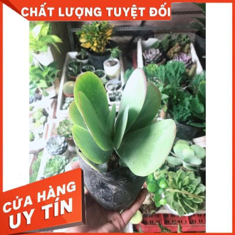 Sen đá cánh bướm kèm chậu sứ Nhiều Người Mua