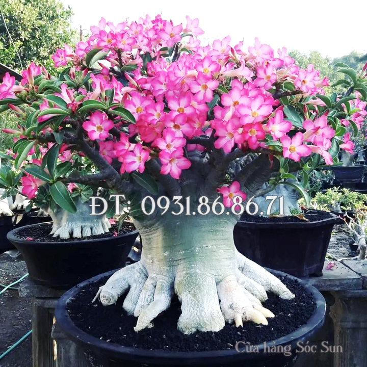 Hạt giống hoa sứ kép Bonsai Thái Lan 5 cánh màu hồng – Bịch 10 hạt – Mã số 1780