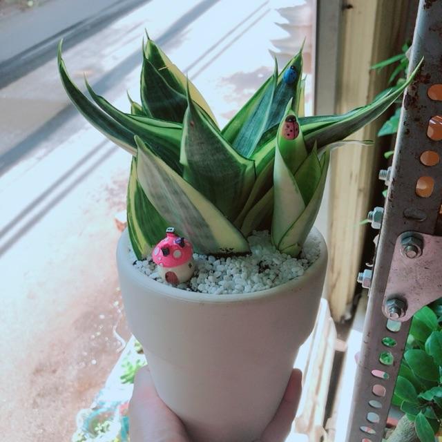 Chậu lưỡi hổ thái kèm nhà nấm hồng