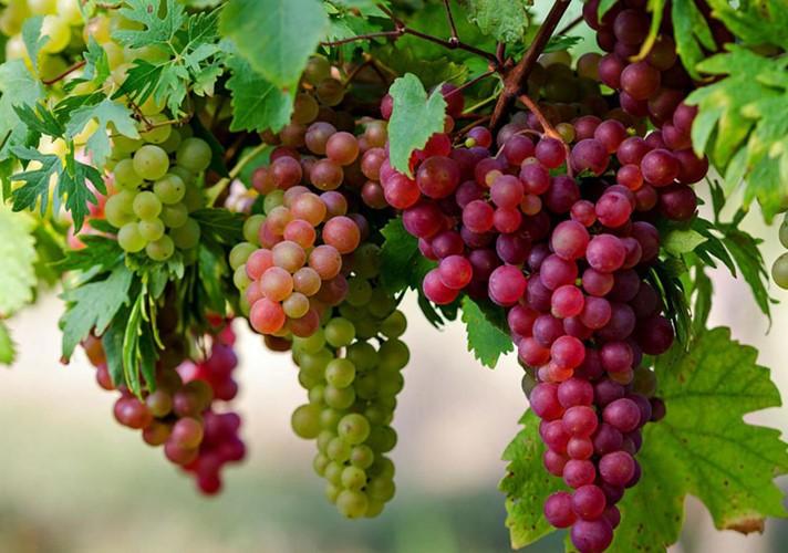 Cây giống NHO LEO NINH THUẬN - Hàng cây giống chuẩn F1