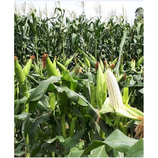 Hạt giống ngô nếp dẻo Thái F1 CT220 - Gói 30 hạt