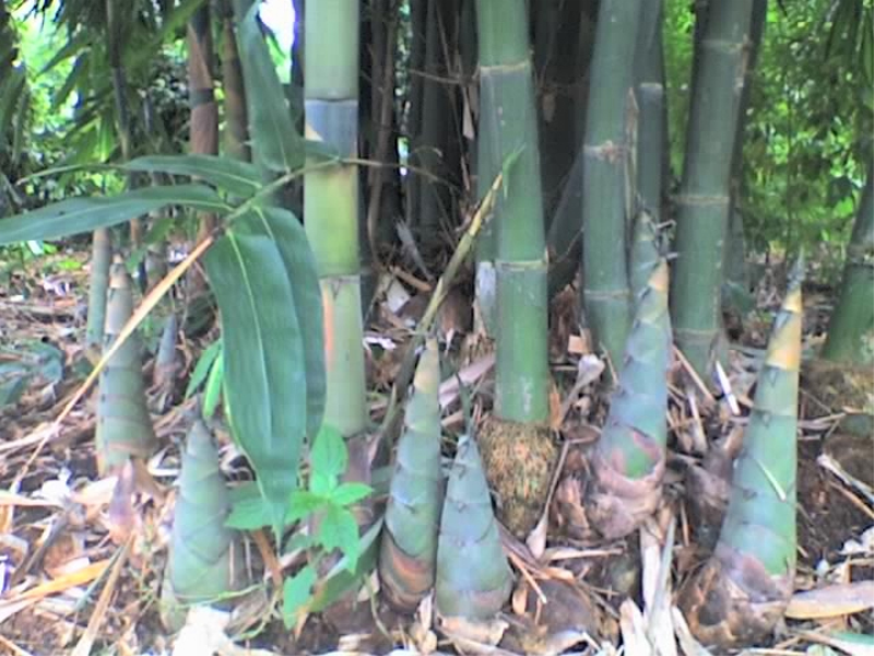 Cây Giống măng tre Bát Độ