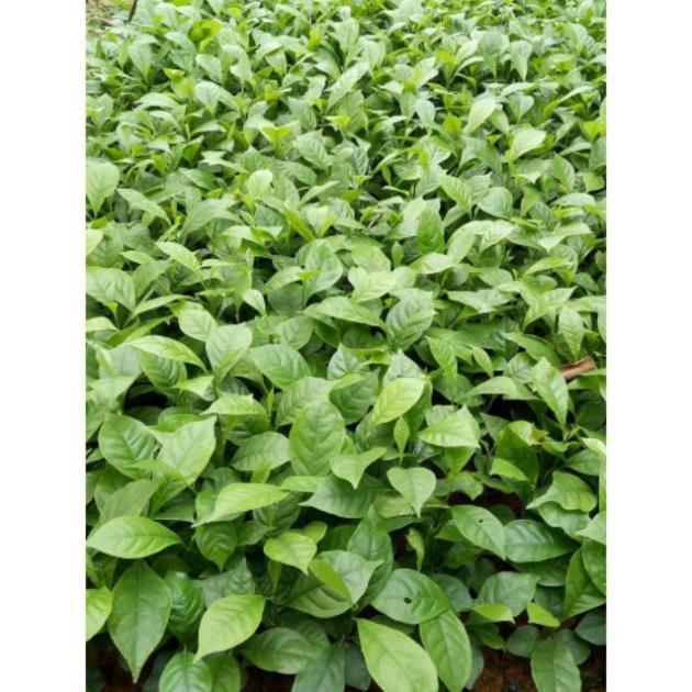 Sản phẩm CÂY DỔI GIỐNG