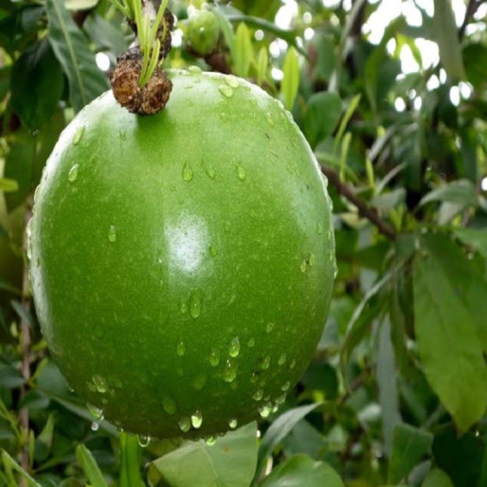 CÂY GIỐNG CÂY ĐÀO TIÊN , CAM KẾT CHUẨN GIỐNG