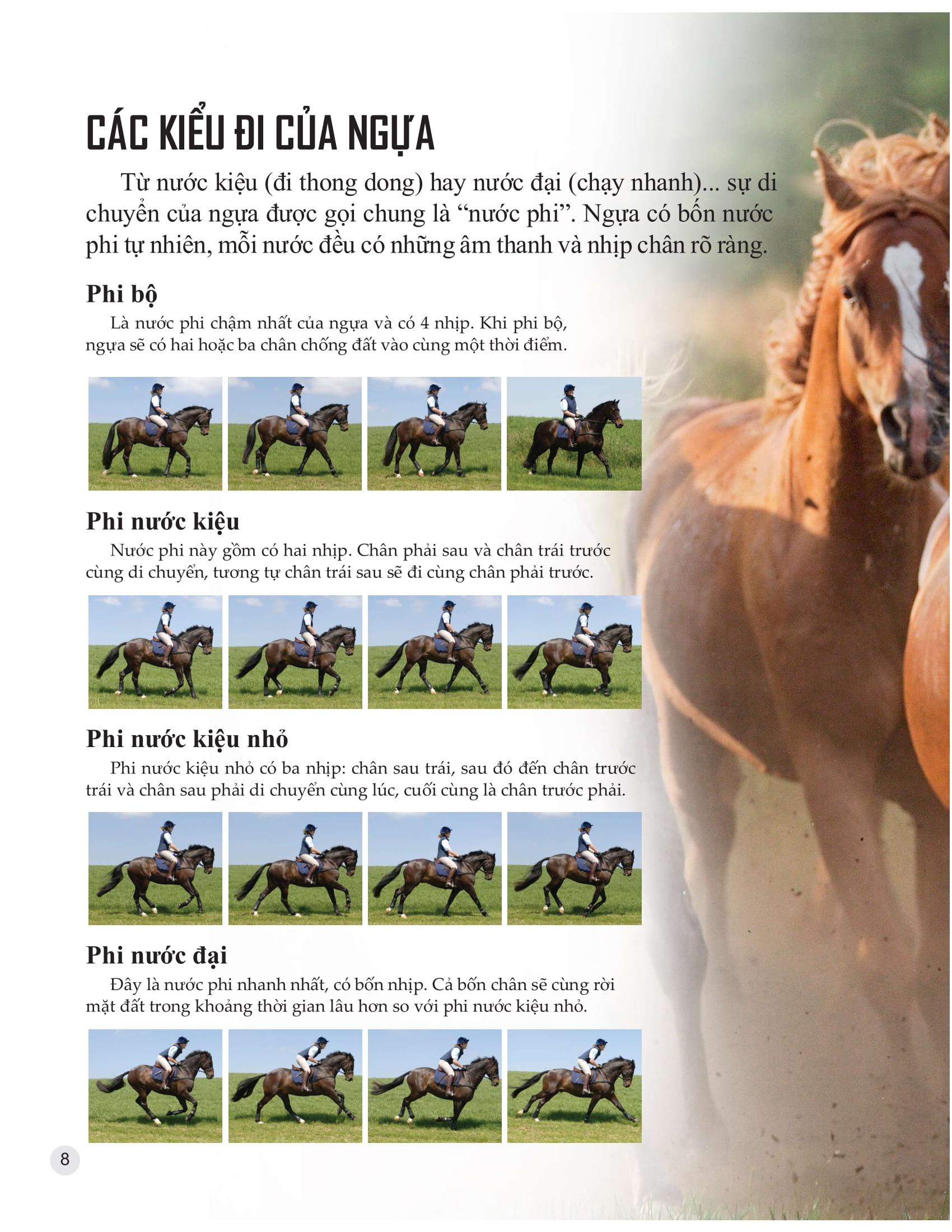 Sách Bách Khoa Tri Thức Về Khám Phá Thế Giới Cho Trẻ Em - Horses And Ponies - Loài Ngựa