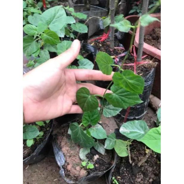 Cây Giống Hoa Thiên Lý