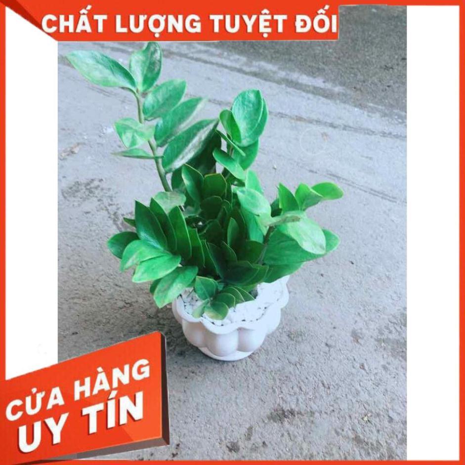 Chậu Kim Tiền Nhiều Người Mua