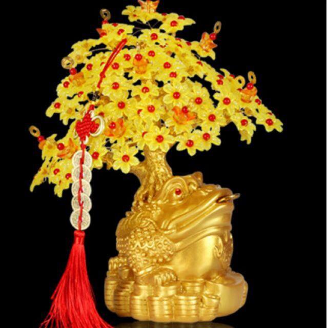Cây kim tiền Tết 2019 Cóc ngậm tiền hoa mai vàng