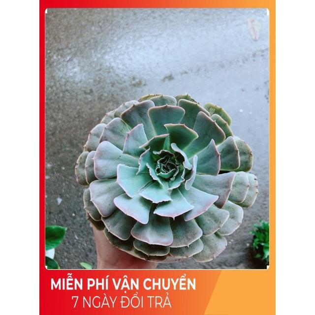 Chậu Sen Đá Bắp Cải Tím Size Đại