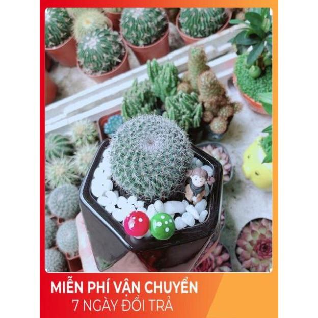 Chậu Xương Rồng