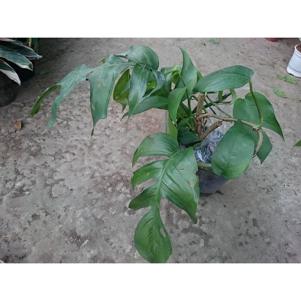 Cây Trầu Bà Lá Khía - cây cảnh để bàn + tặng phân bón cho cây mau lớn