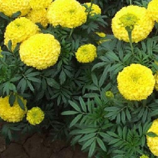 Combo 5 gói hạt giống hoa cúc vạn thọ Mỹ -gói 50 hạt-tặng kèm gói phân bón lót