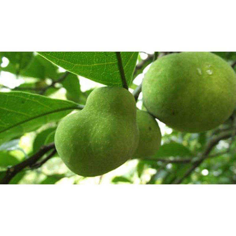 CÂY CHAY GIỐNG , cây đẹp, cam kết chất lượng