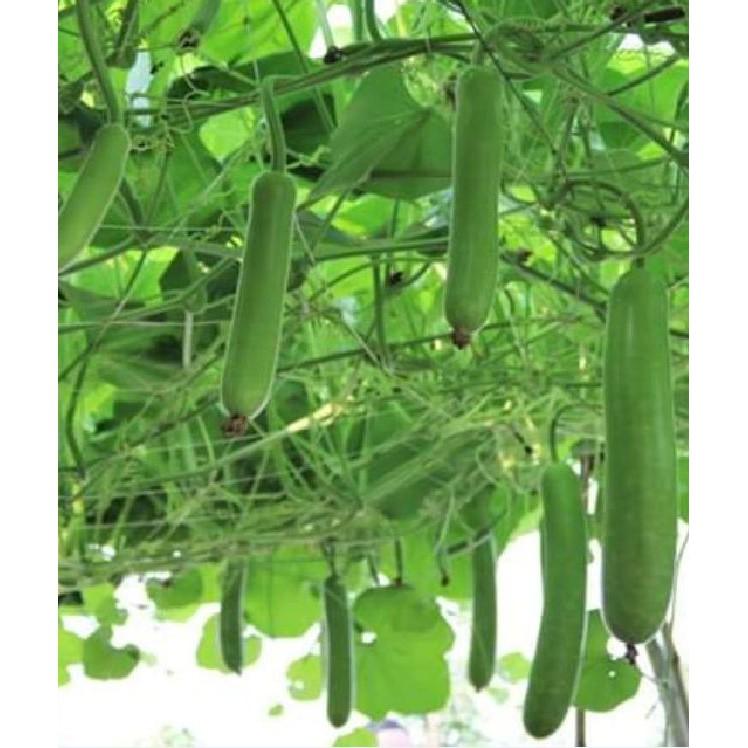 Hạt giống bầu lai F1 năng suất cao 10 hạt/gói