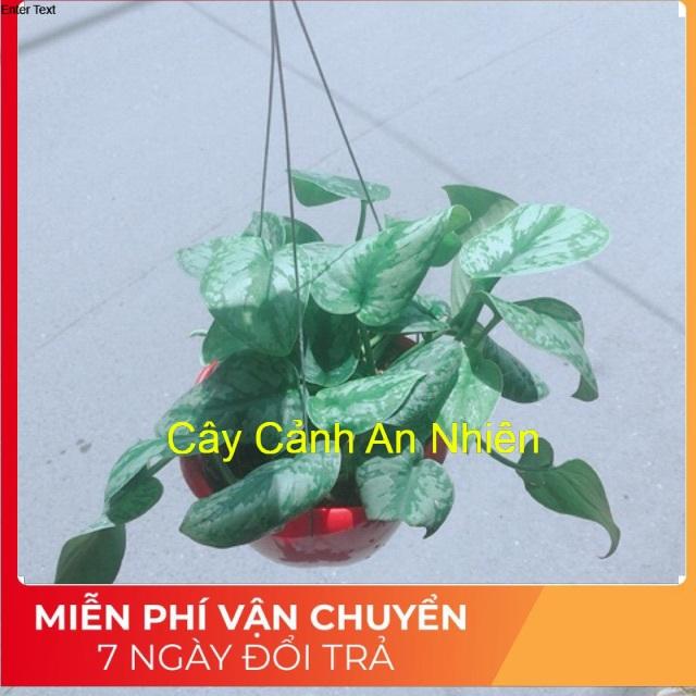 Trầu Bà Lụa