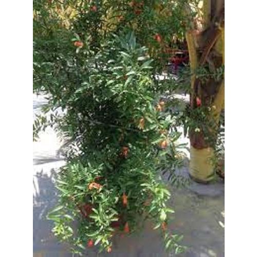 Cây lựu đỏ lùn Thái bonsai mini- cây sẵn hoa và quả
