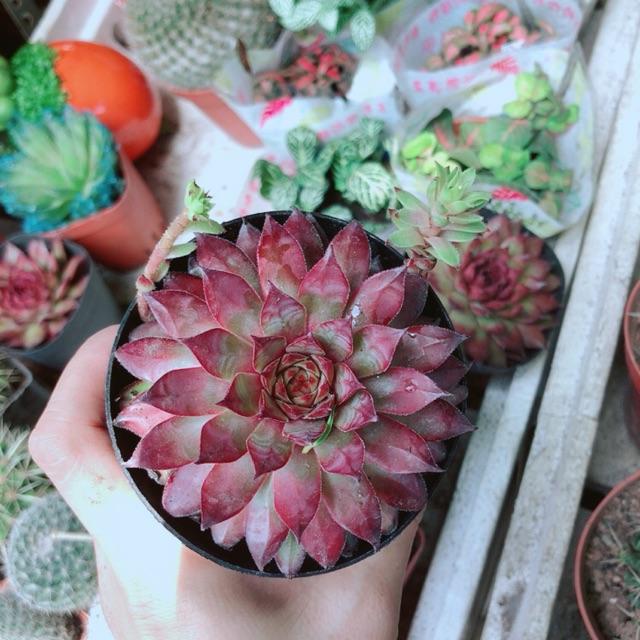 Sen Phật Bà Đỏ