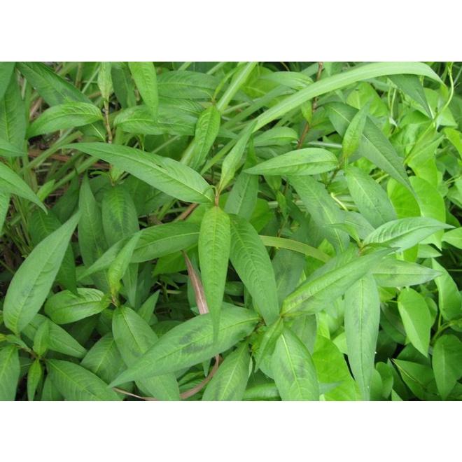 CHẬU CÂY RAU RĂM