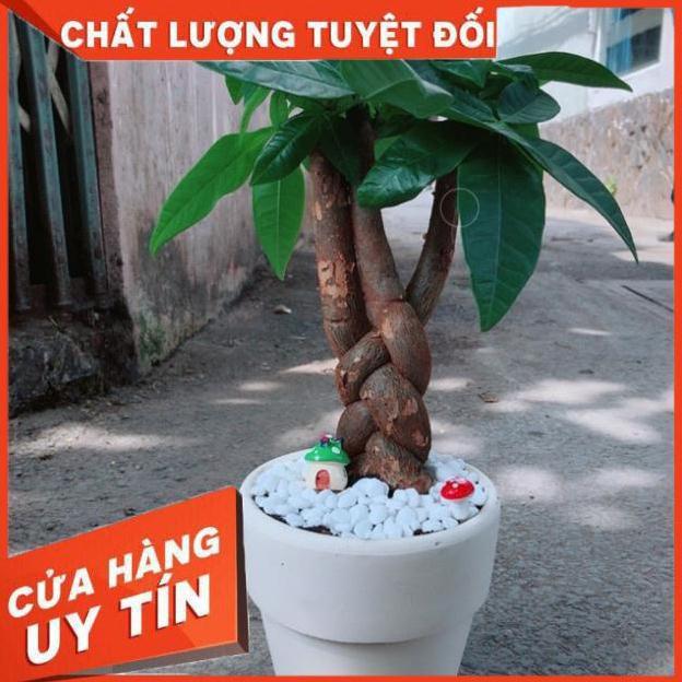 Chậu kim ngân bím 3 thân